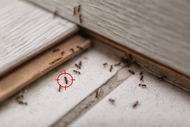 Flea Control Services in Dixon, KY